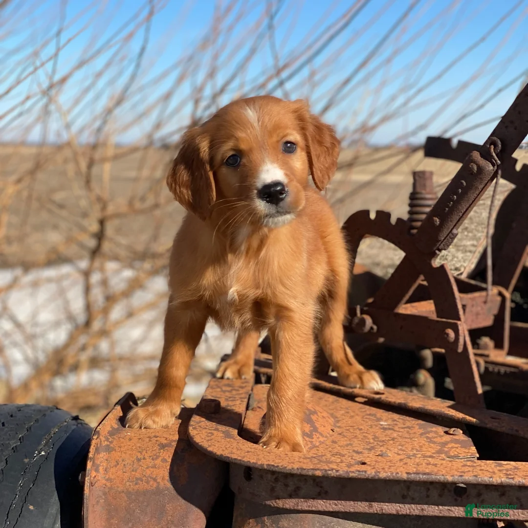 Mixed Breed dogs for sale: Blaze - Ad 2