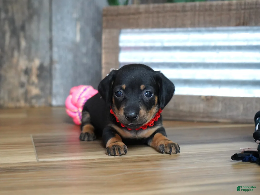 Miniature Dachshund dogs for sale: Belle - Ad 1