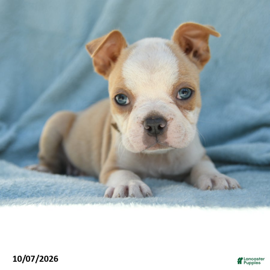Boston Terrier dogs Simba - Ad 1