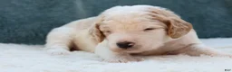 Goldendoodle dogs for sale: Mia - Ad 3