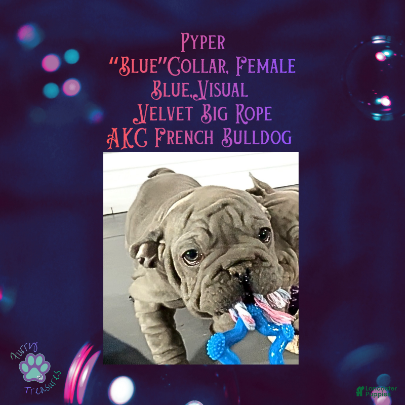 French Bulldog dogs Pyper “Blue Collar”, Female  - Ad 34