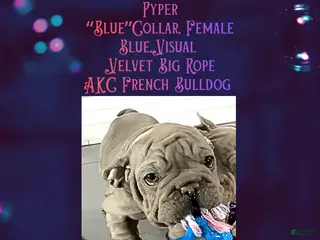 French Bulldog dogs Pyper “Blue Collar”, Female - Ad 34
