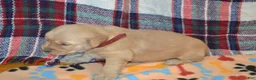 Golden Retriever dogs for sale: Mandy - Ad 6
