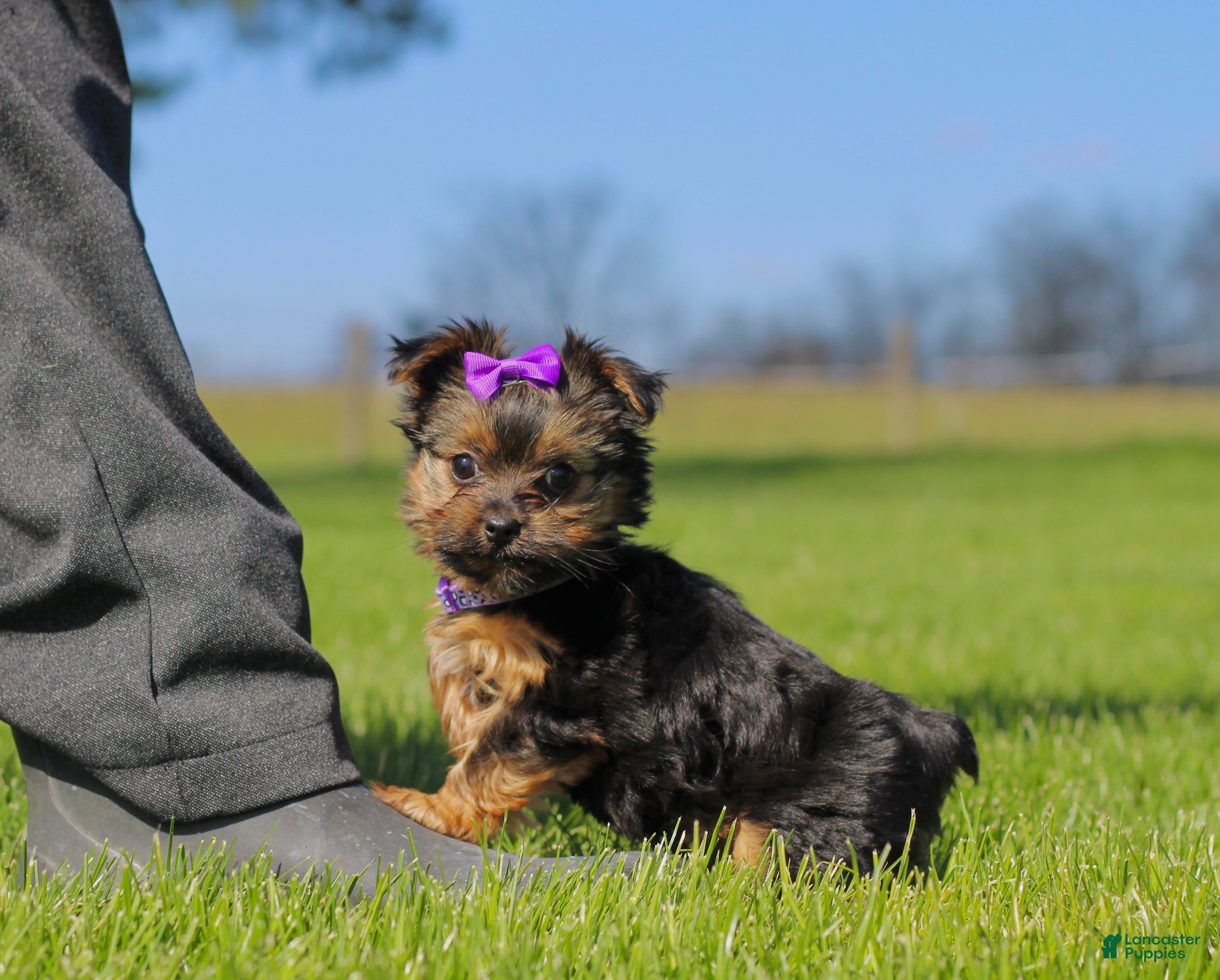 Yorkshire Terrier dogs Raven - Ad 1