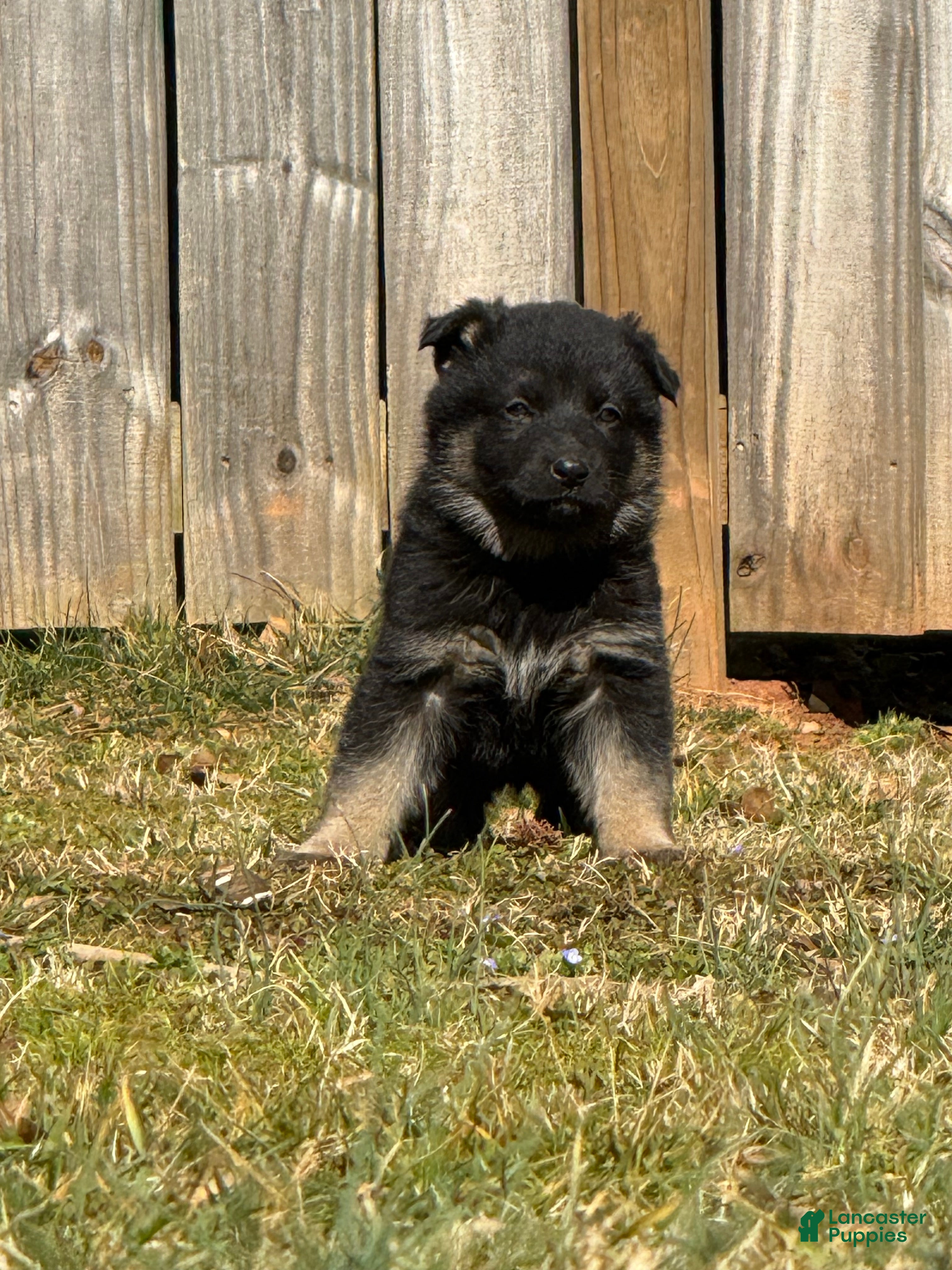 German Shepherd dogs German Shepherd Puppy 5 - Ad 38