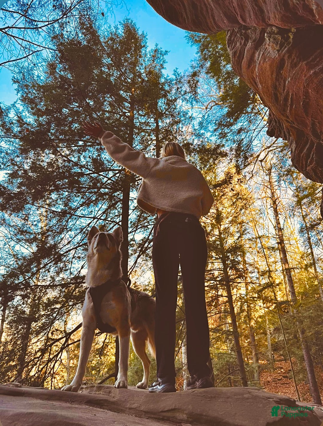 Siberian Husky dogs for stud: Moose Ausky  - Ad 9