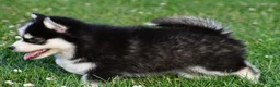 Pomsky dogs for sale: Polly - Ad 7