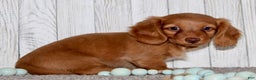 Miniature Dachshund dogs for sale: Olivia - Ad 9