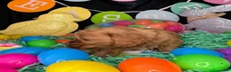 Cockapoo dogs for sale: Chevelle - Ad 8