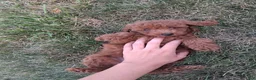Toy Poodle dogs for sale: Toy Poodle 1 - Ad 4