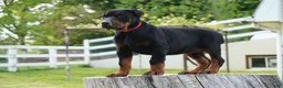 Doberman Pinscher dogs for sale: Marcy - Ad 3