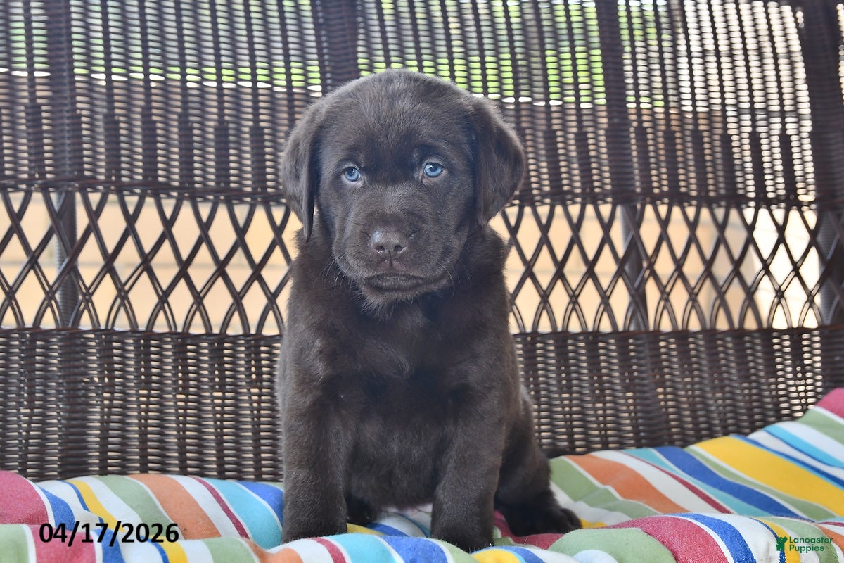 Labrador Retriever dogs Lacey - Ad 2