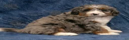 Mini Bernedoodle dogs for sale: Ollie - Ad 7