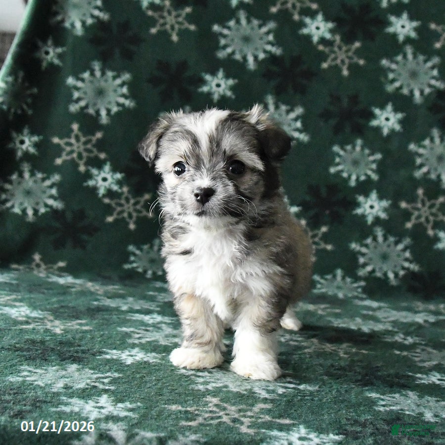 Mixed Breed dogs Tiny - Ad 14