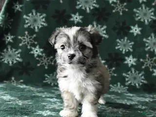 Mixed Breed dogs Tiny - Ad 9