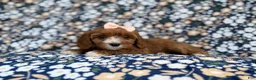 Cavapoo dogs for sale: Jubalee - Ad 3