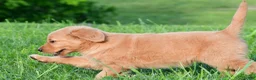 Golden Retriever dogs for sale: Lainey - Ad 5
