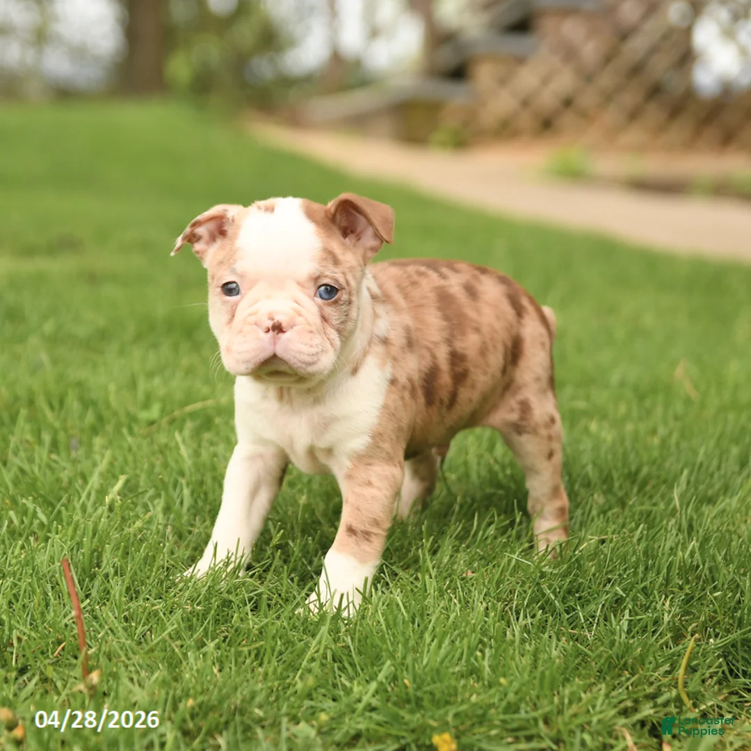 Boston Terrier dogs for sale: Reese - Ad 2