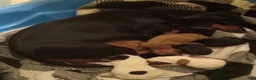 Dachshund dogs for sale: Dachshund 2 - Ad 2