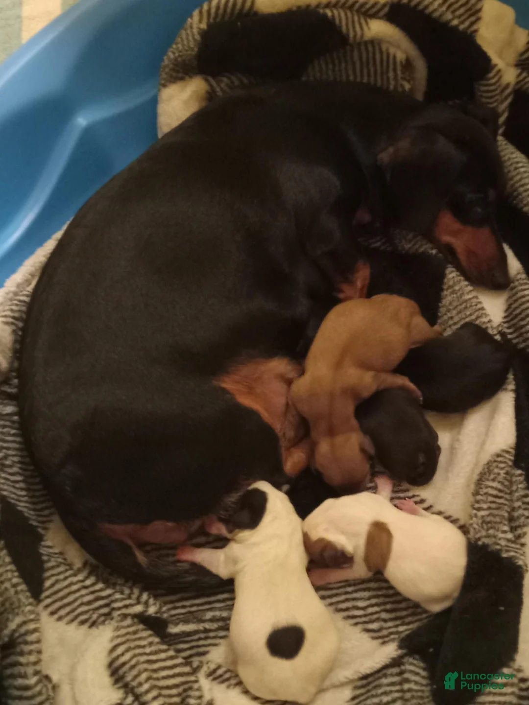 Dachshund dogs for sale: Dachshund 2 - Ad 2