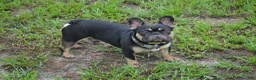 French Bulldog dogs for sale: Sandy - Ad 5
