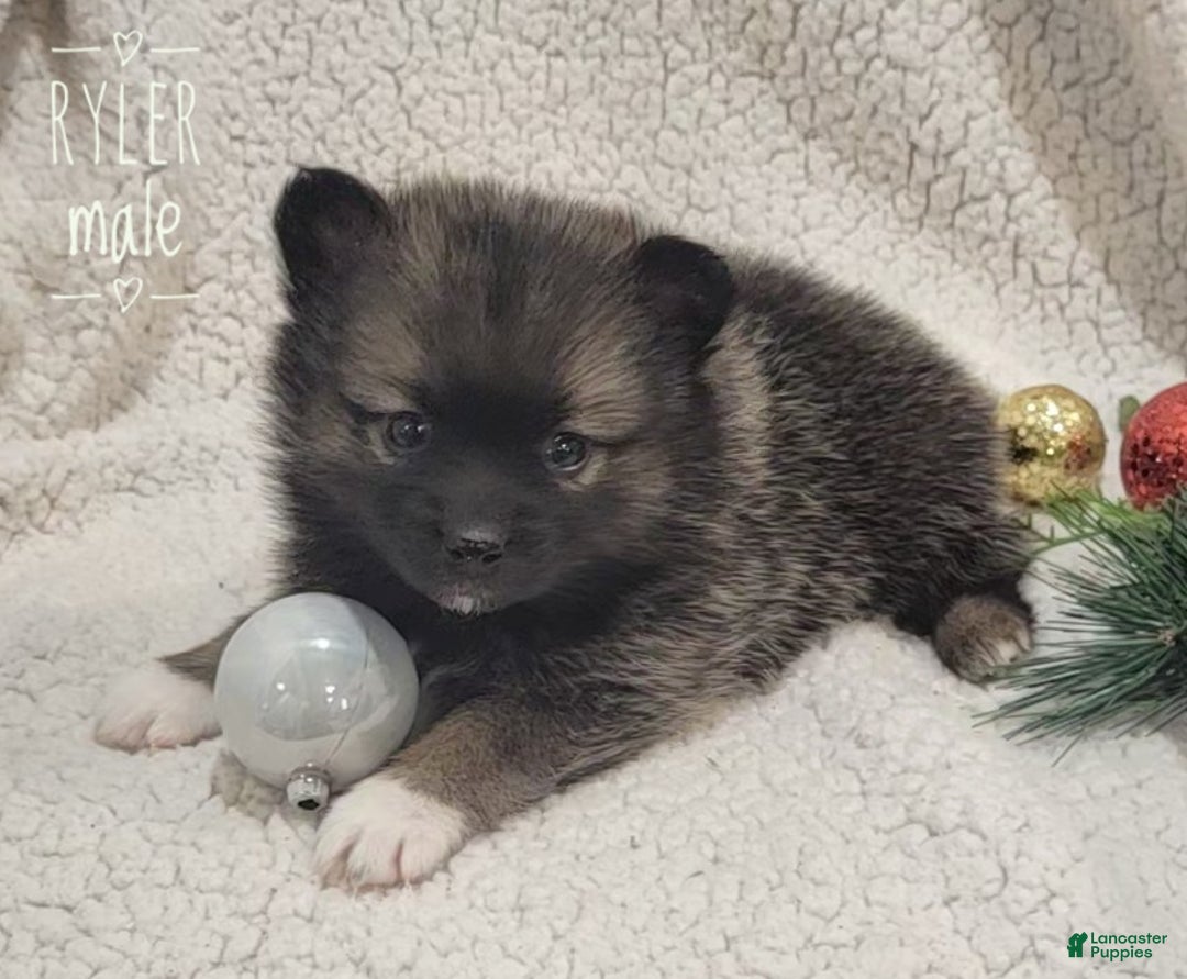Pomsky dogs for sale: Ryker - Ad 5