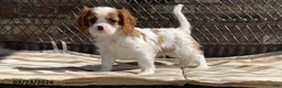 Cavalier King Charles Spaniel dogs for sale: Max - Ad 9
