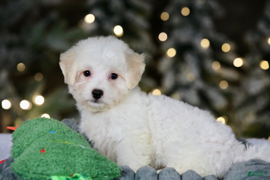 Teddy Bear dogs for sale: Dasher - Ad 11