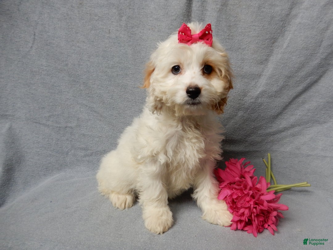 Cockapoo dogs for sale: Selena - Ad 6
