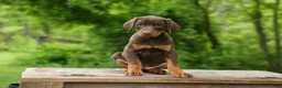 Doberman Pinscher dogs for sale:  Daisy (Red Rust) 🖤🐾 - Ad 17