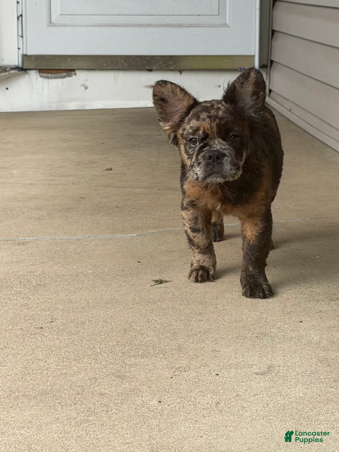French Bulldog dogs for sale: French Bulldog 2 - Ad 1