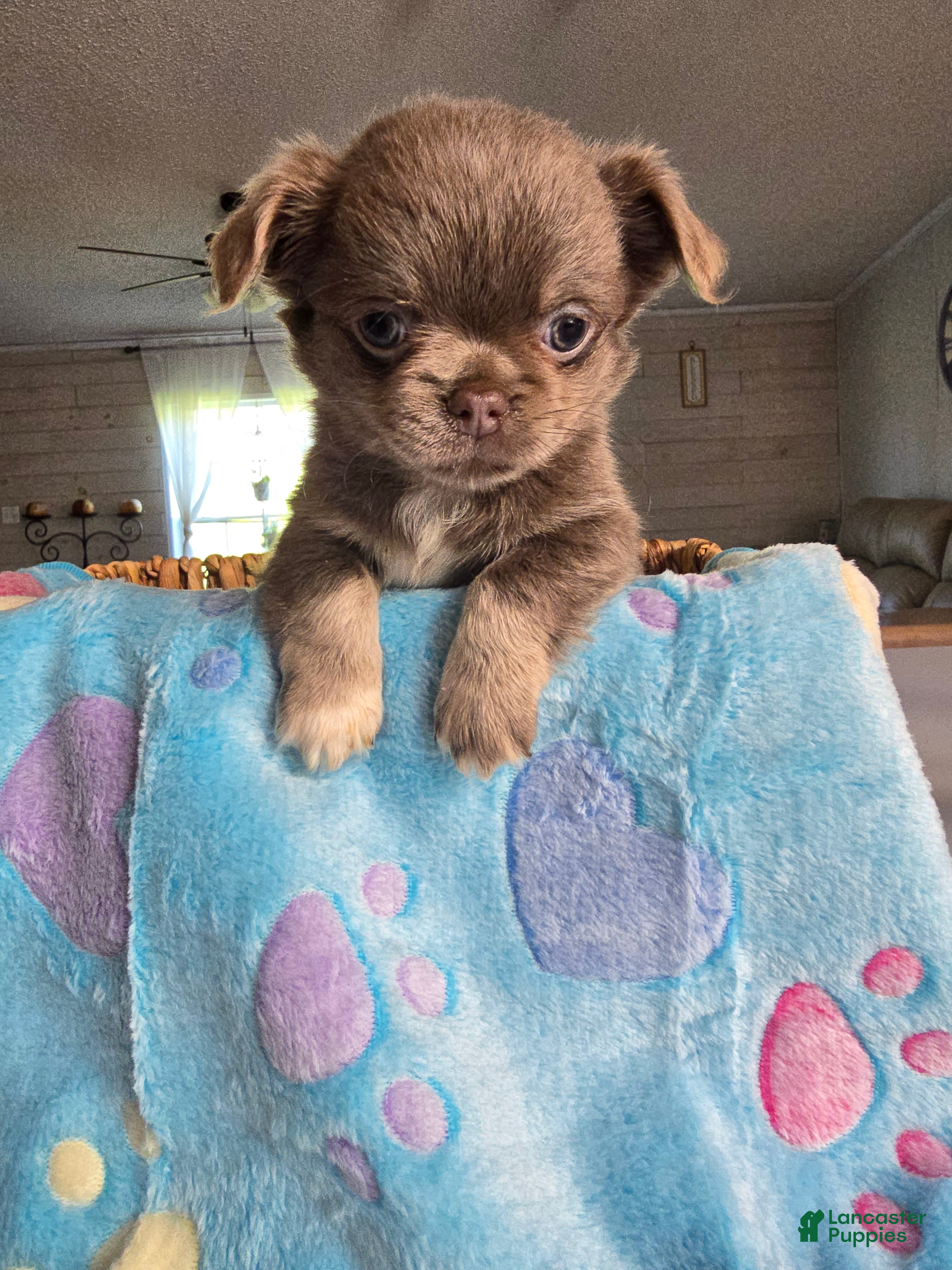 Chihuahua dogs lucky - Ad 34