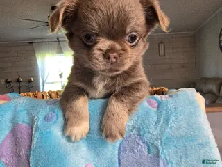 Chihuahua dogs lucky - Ad 34