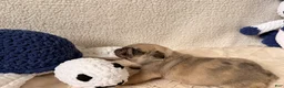 Pug dogs for sale: Pug Puppy 1 Canelo  - Ad 7