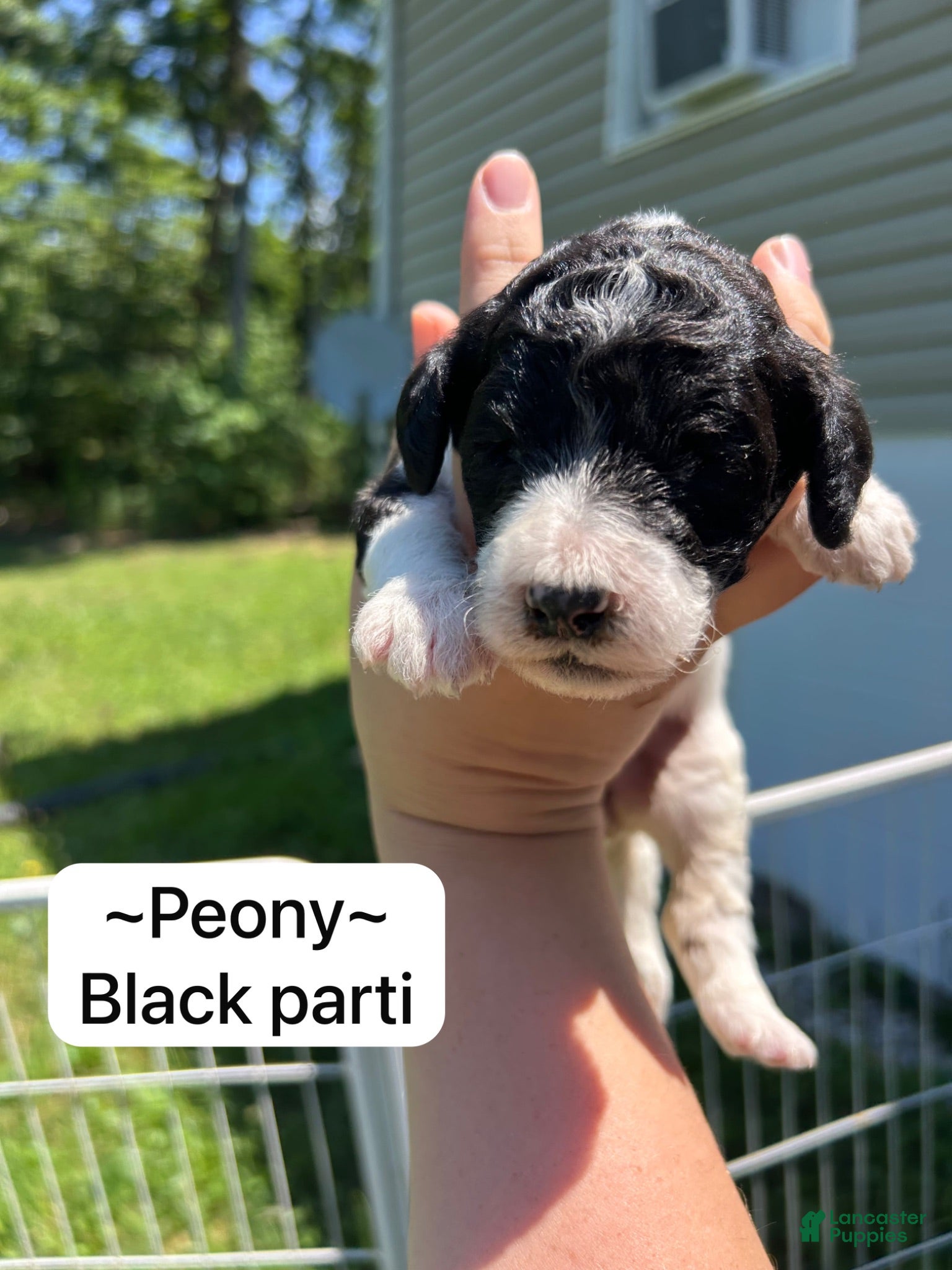 Standard Poodle dogs Standard Poodle Peony - Ad 38