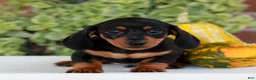 Miniature Dachshund dogs for sale: Brickle  - Ad 2