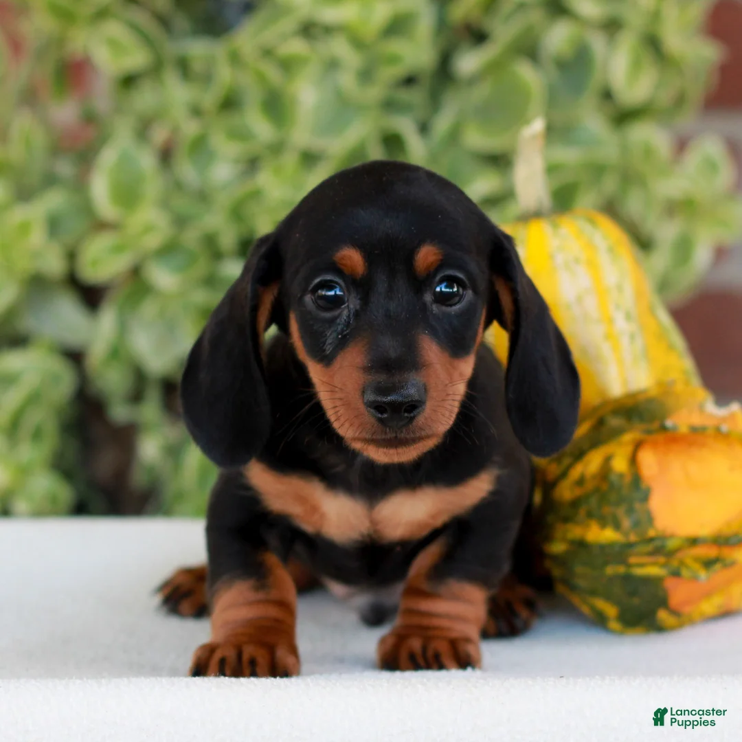 Miniature Dachshund dogs for sale: Brickle  - Ad 2