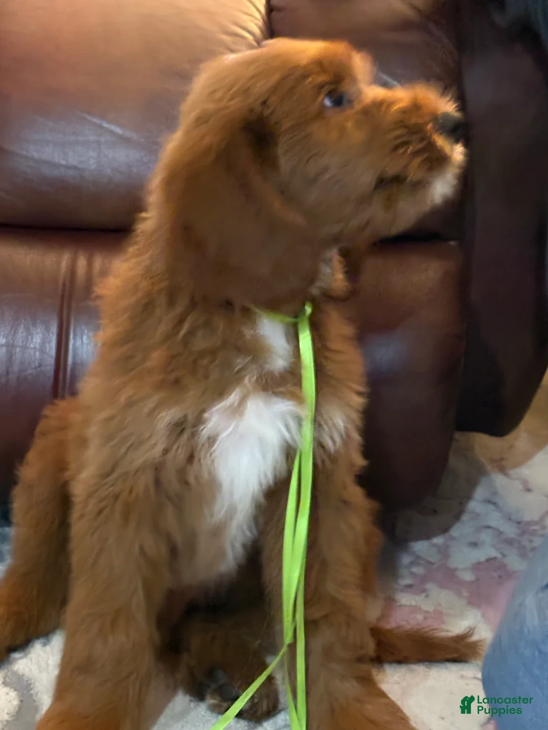 Goldendoodle dogs for sale: Goldendoodle 2 - Ad 2