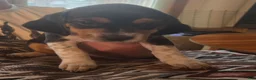 Beagle dogs for sale: Beagle 6 - Ad 1