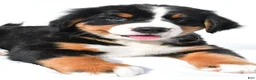 Bernese Mountain Dog dogs for sale: Princess - Ad 7