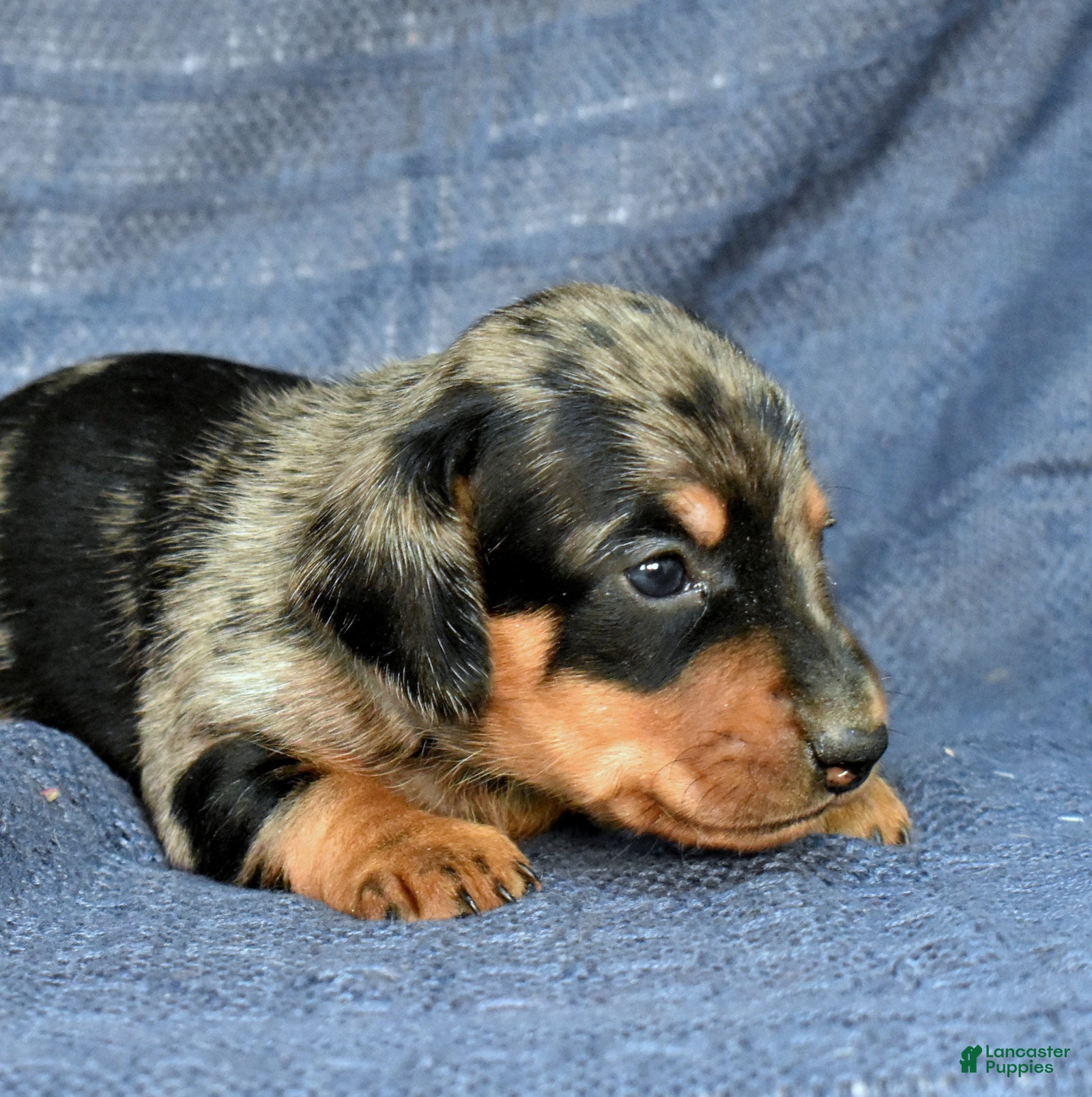 Miniature Dachshund dogs Espresso  - Ad 2