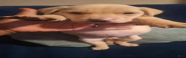 Golden Retriever 1
