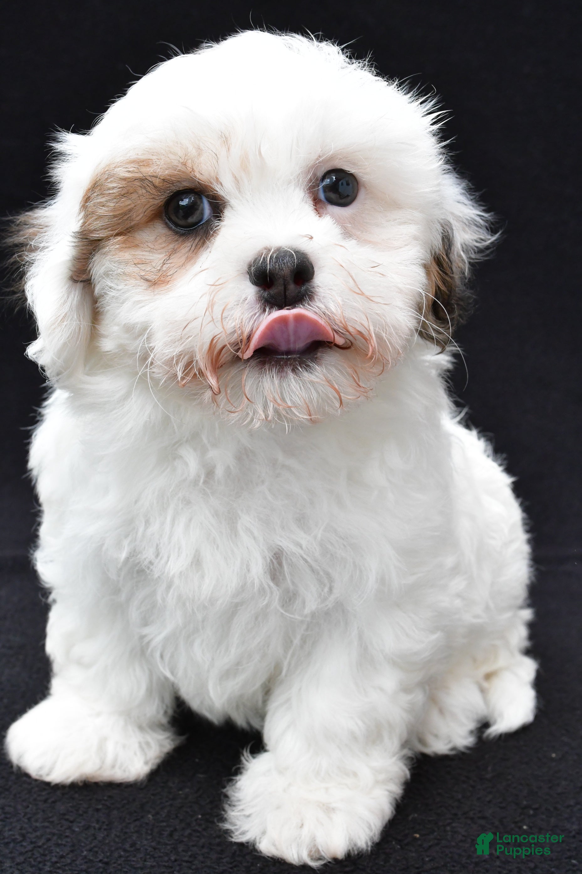 Shihpoo dogs Rachel - Ad 2