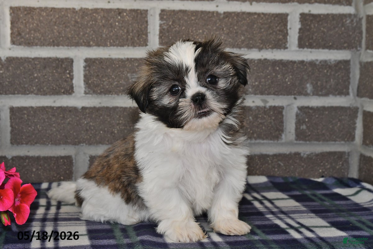 Shih Tzu dogs Kendra - Ad 1