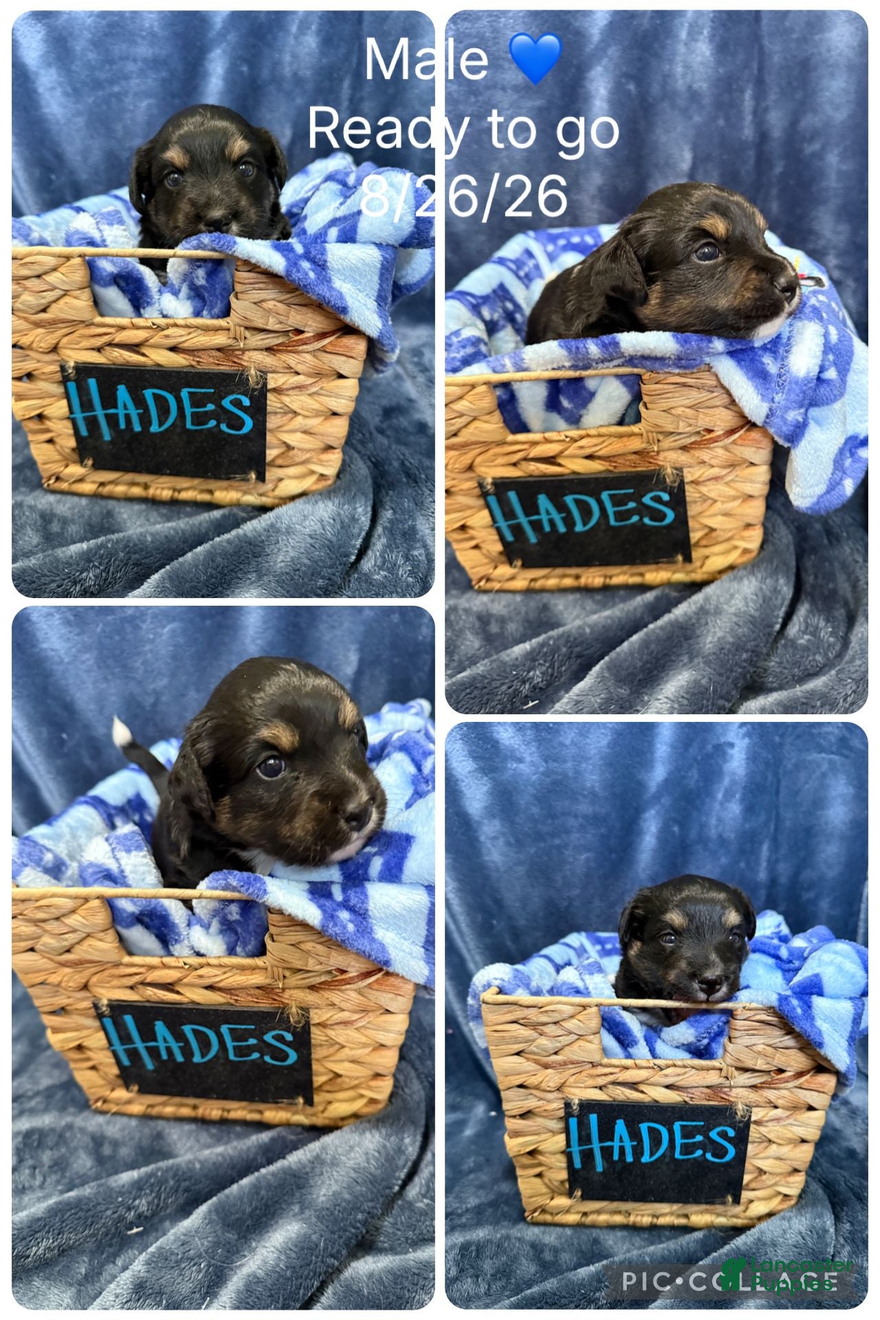 Mixed Breed dogs Hedes - Ad 11