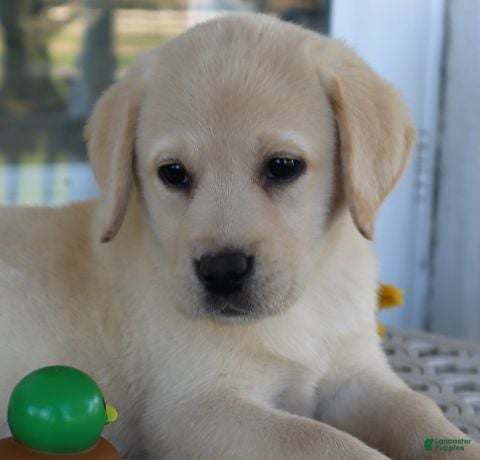 Labrador Retriever dogs for sale: Houston - English Champ lines - Ad 1