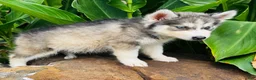 Siberian Husky dogs for sale: Lotus - Ad 7