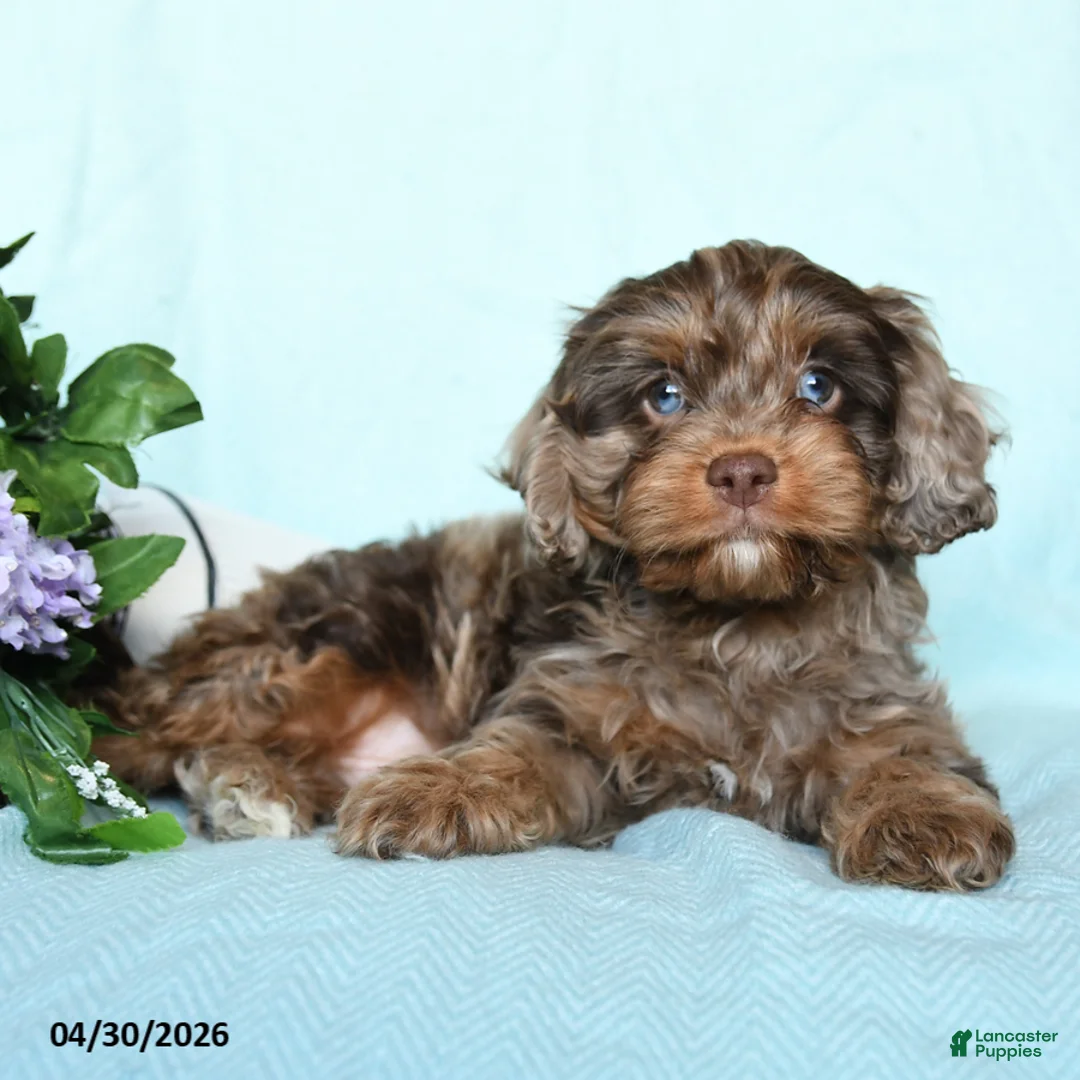 Cavapoo dogs for sale: Eli  - Ad 2