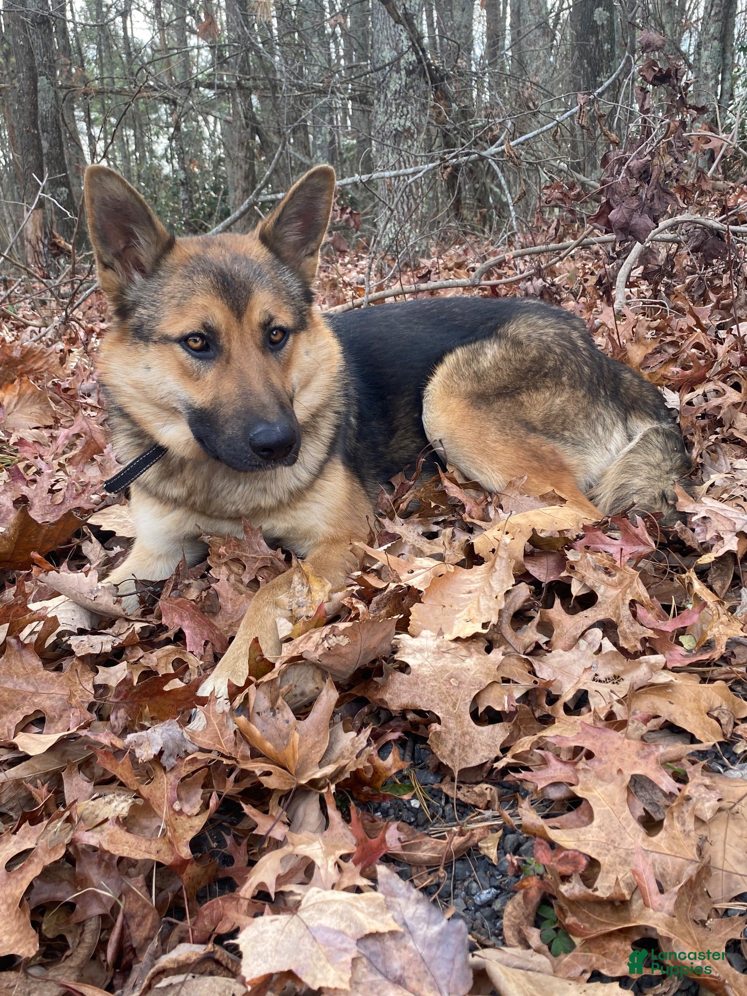 Mixed Breed dogs Panther - Ad 2