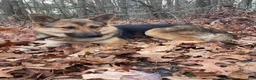 Mixed Breed dogs for sale: Misty  - Ad 2